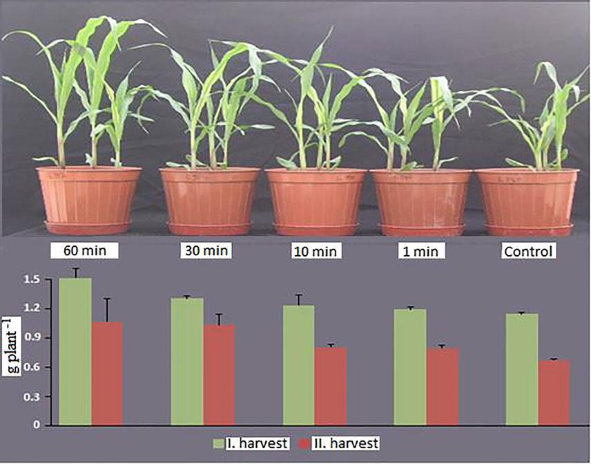 The influence of different ZnSO4 (5 mM) priming durations on growth and dry matter yield of corn (the plant pictures were taken before 2nd harvest).