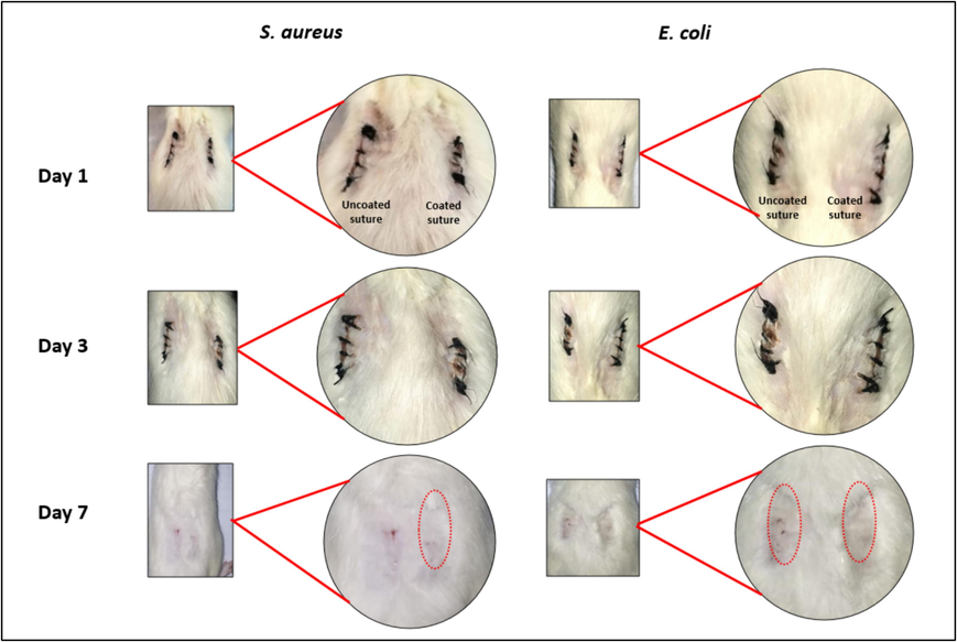 In vivo evaluation of Neem/chitosan coated sutures. The suture on the left side is uncoated and taken as a control and the suture on the right is coated with Neem/chitosan composite. Infection control and increased healing can be seen on the right side (coated sutures) during subsequent days.