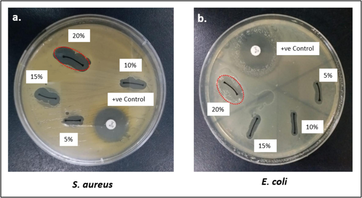 Antimicrobial susceptibility assay of Neem/chitosan sutures at different concentrations (5, 10, 15 and 20%).