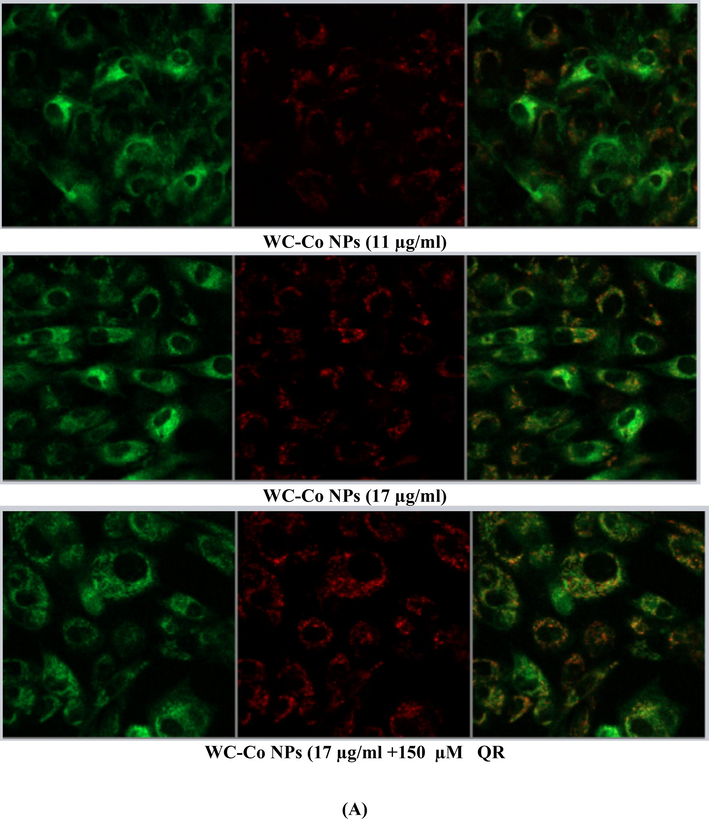 (A). Images representing MMP loss in HUVECs after exposure to different treatments with WC-Co NPs and quercetin for 24 h. (B). Induction of MMP in HUVECs when treated with different treatments alone or in combination for 24 hr. Each value represents the mean ± SE of three experiments. n = 3, (**p < 0.01, ***p < 0.001) versus untreated control.