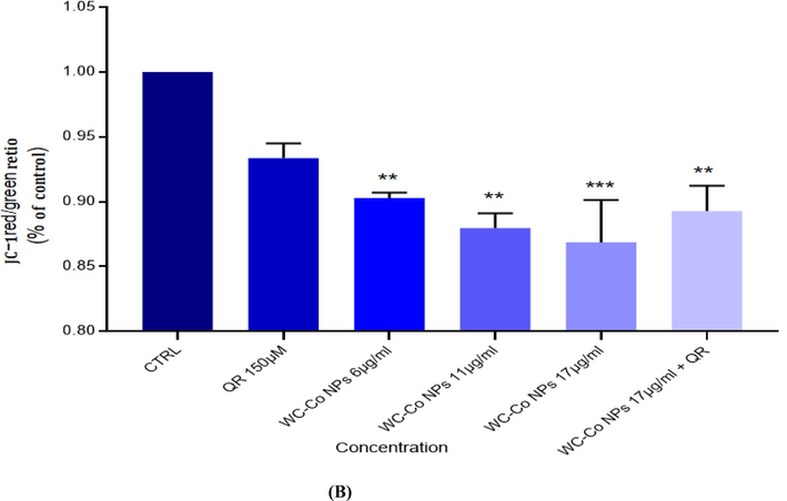 (A). Images representing MMP loss in HUVECs after exposure to different treatments with WC-Co NPs and quercetin for 24 h. (B). Induction of MMP in HUVECs when treated with different treatments alone or in combination for 24 hr. Each value represents the mean ± SE of three experiments. n = 3, (**p < 0.01, ***p < 0.001) versus untreated control.