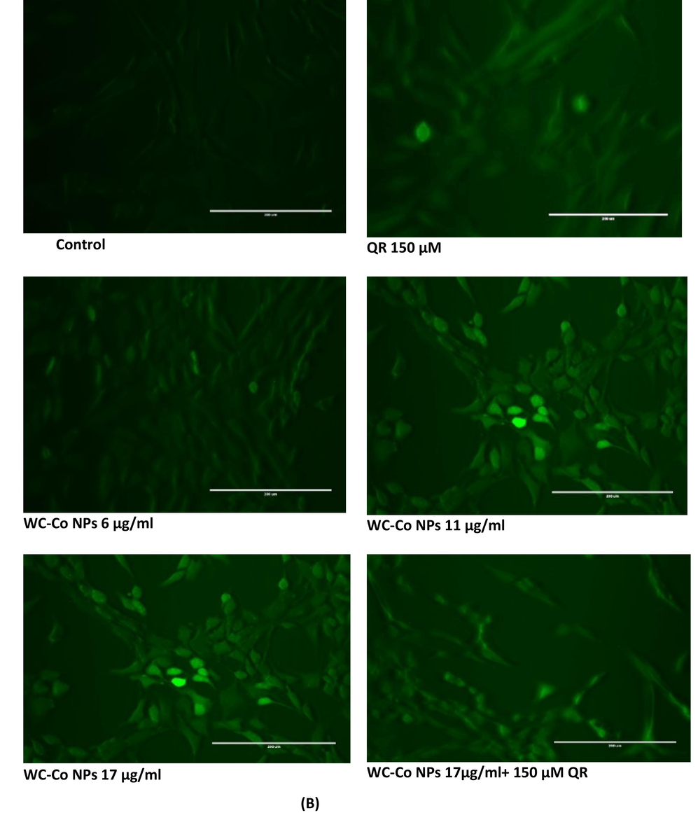 (A) Percentage change in intracellular ROS generation in the in HUVECs cells (B) Induction of ROS levels in HUVECs cells after exposure with WC-Co NPs and QR and combined of both WC-Co NPs + QR for 24 hr. Each value represents the mean ± SE of three experiments. n = 3, (*p < 0.05, **p < 0.01, ***p < 0.001, **** p < 0.0001) versus untreated control, ##p < 0.01 compared with quercetin(QR).