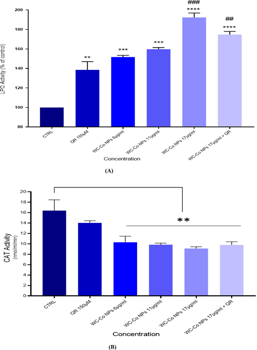 Levels of (A) Lipid peroxide and (B) CAT in HUVECs after exposure to WC-Co NPs and QR and combined of both WC-Co NPs + QR for 24 h. Each value represents the mean ± SE of three experiments. n = 3, **p < 0.01, ***p < 0.001, **** p < 0.0001 versus untreated control, (##p < 0.001, ### p < 0.0001) compared with quercetin (QR).