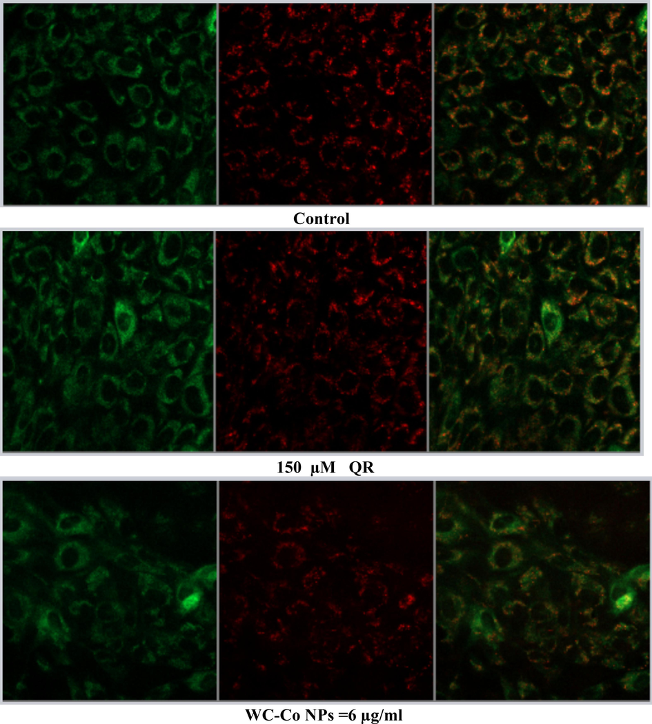 (A). Images representing MMP loss in HUVECs after exposure to different treatments with WC-Co NPs and quercetin for 24 h. (B). Induction of MMP in HUVECs when treated with different treatments alone or in combination for 24 hr. Each value represents the mean ± SE of three experiments. n = 3, (**p < 0.01, ***p < 0.001) versus untreated control.