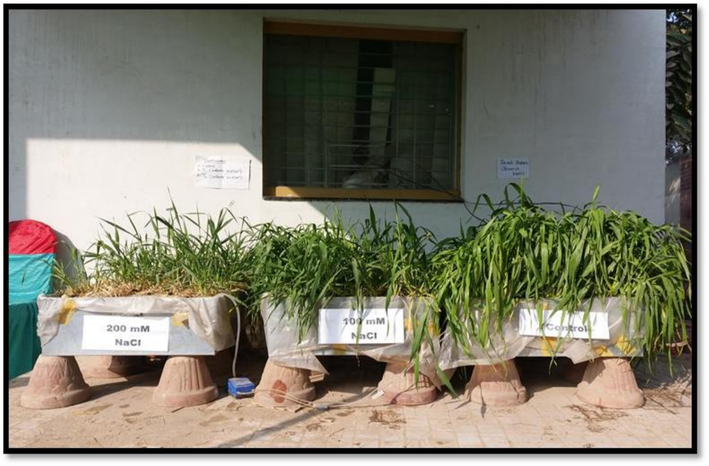 Illustrated the variation among barley genotypes under control condition and with 100 mM and 200 mM NaCl treatments.