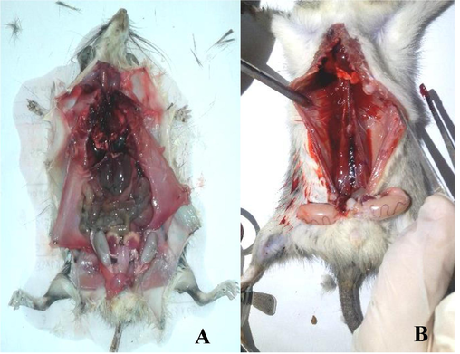 Effect of H. strobilaceum fraction on blood coagulation of R. rattus (A: control, B: treated rat (bleeding internal organs).