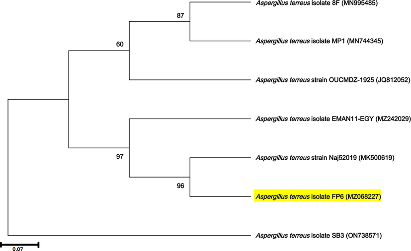 Phylogenetic tree derived from maximum likelihood and maximum parsimony analysis of gene sequences of A. terreus FP6 (analysed in the study) and its relatives from GenBank.