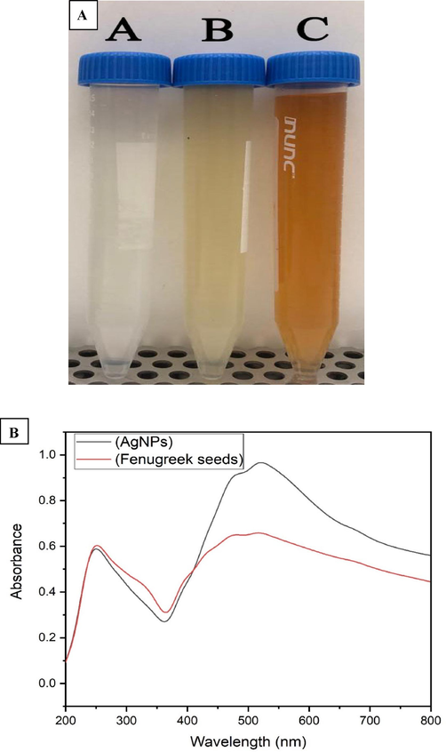 a) Green synthesis of AgNPs using T. foenum-graecum seeds extract, b) UV spectrum of Fenugreek seeds extract and their corresponding AgNPs.