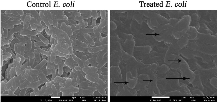 Morphological deformations of E. coli cells exposed to biogenic AgNPs (the morphological deformations were pointed out by arrows).