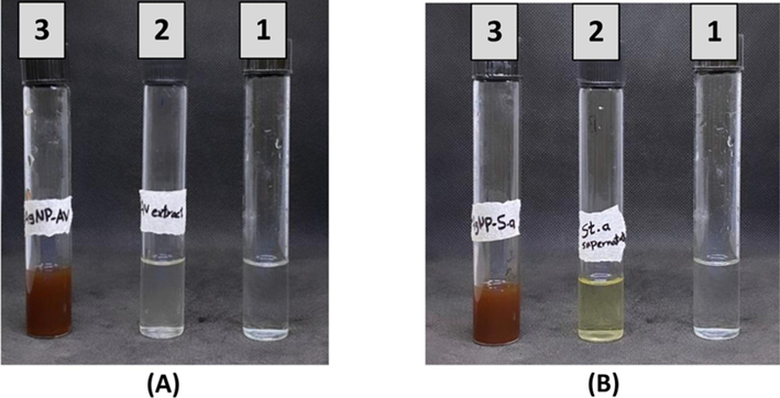 Production of AgNPs-AV (A3) and AgNPs-CS of S. aureus (B3). A1 and A2 were AgNO3 and Av extract, while B1 and B2 were AgNO3 and CS of S. aureus.