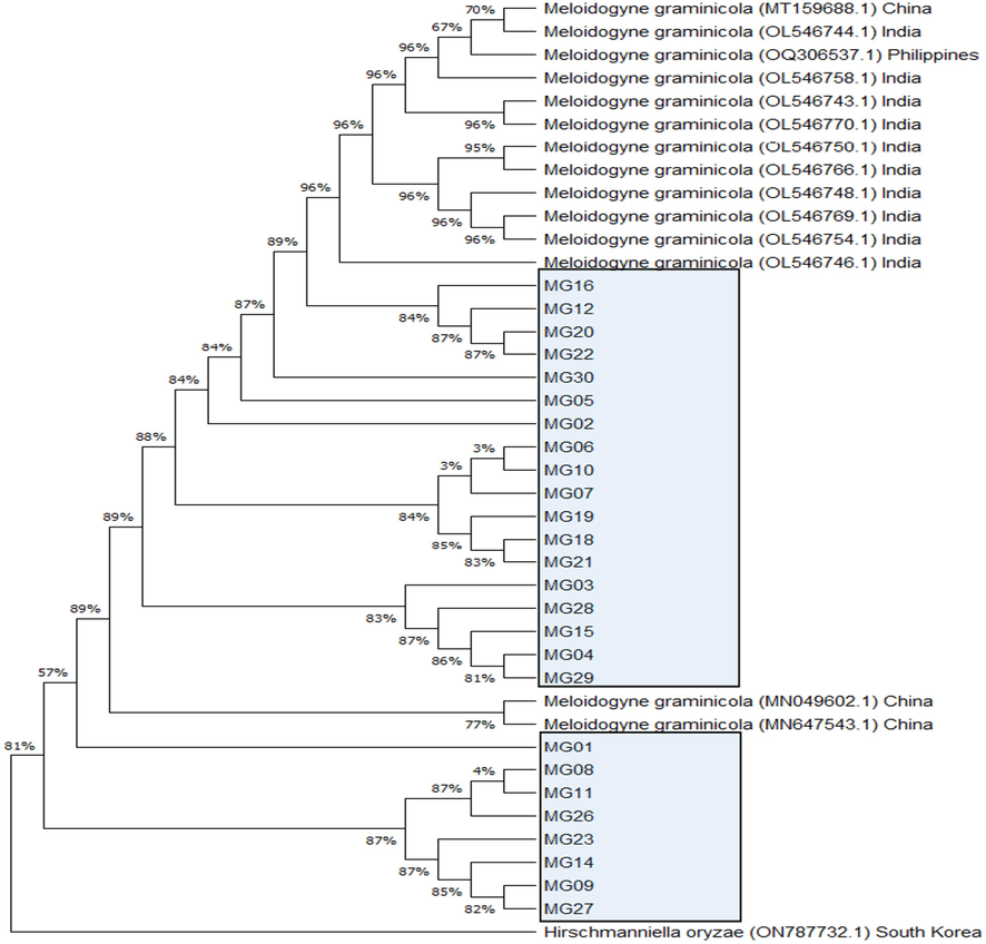 Phylogenetic tree of partial 18SF and 26SR universal sequence using Neighbor-Joining method describing the evolutionary relationship of the populations of M. graminicola with the closest neighbor of Genbank accessions of NCBI. The evolutionary distances were measured using the Maximum Composite Likelihood method and are in the units of the number of base substitutions per site. Taxon names contain the name of root-knot nematode populations, accession number of GenBank with their location, accessions of best matches in GenBank based on BLASTN against the sequences of one RKN species recovered from this study and the accession of an out-group (Hirschmennielia oryzae).