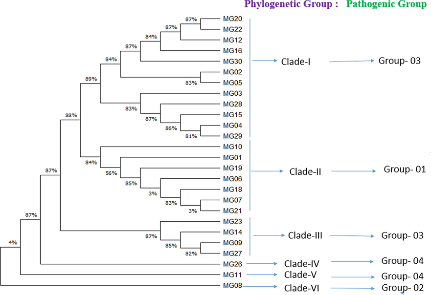 Phylogenetic tree of partial 18SF and 26SR universal sequence using a distance-based tree methoddescribing the evolutionary relationship among the populations of M.graminicolawith pathogenic groupcollected from different agro-ecological zones of Bangladesh.