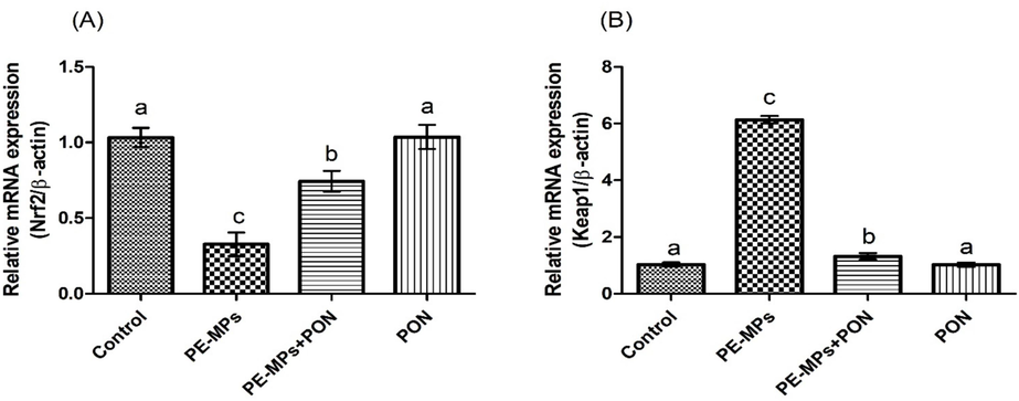 Protective role of PON on (a) Nrf-2, (b) Keap-1 expression. Values are depicted as mean ± standard error of mean. Different superscripts on bars are presenting significant variation.