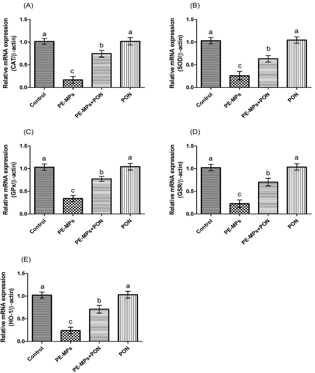 Protective role of PON on (a) CAT, (b) SOD, (c) GPx, (d) GSR, (e) HO-1 expression. Values are depicted as mean ± standard error of mean. Different superscripts on bars are presenting significant variation.