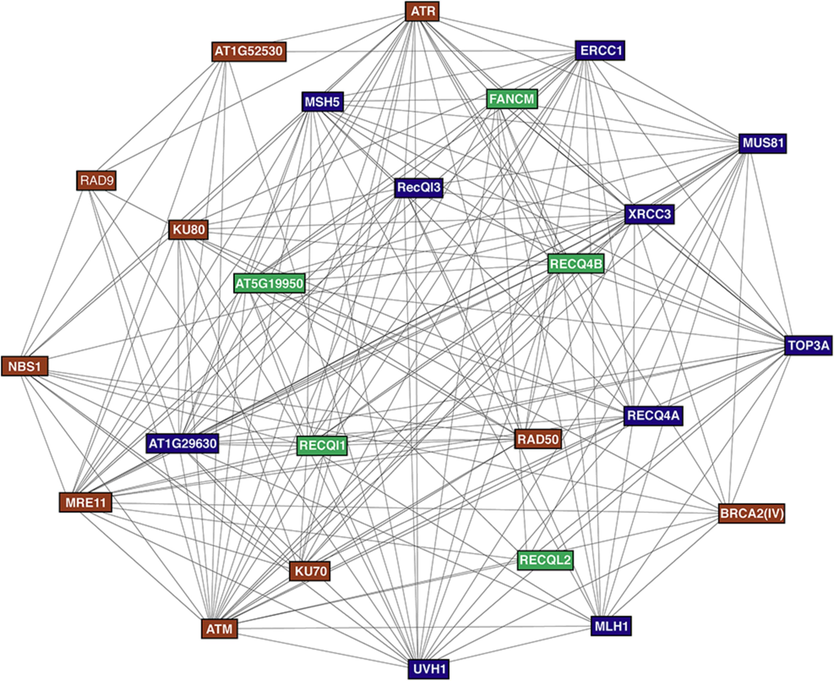 The interaction network of RecQl proteins in A. thaliana. The predicted protein–protein interaction map of AtRecQls was generated with 3 clusters of K-means clustering (clusters-1 is brown, clusters-2 is dark blue, and clusters-3 is green). The “minimum required interaction score” was set to 0.9 (highest confidence); other boxes used default settings.