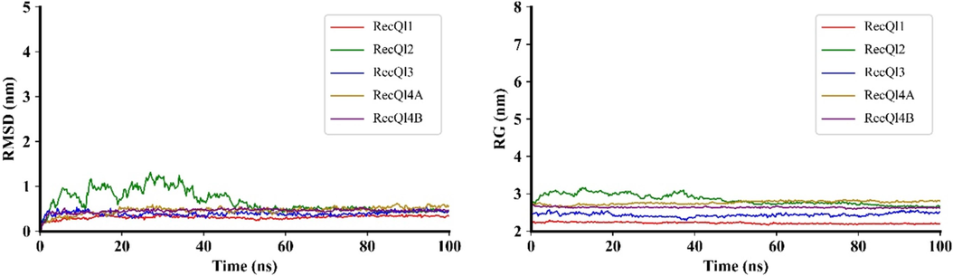 The structural characteristics of RecQ proteins. The MD trajectories were scrutinized utilizing RMSD for assessing structural stability and RG for analyzing rigidity and compactness. Visualization of MD plots was accomplished using Matplotlib v3.7.