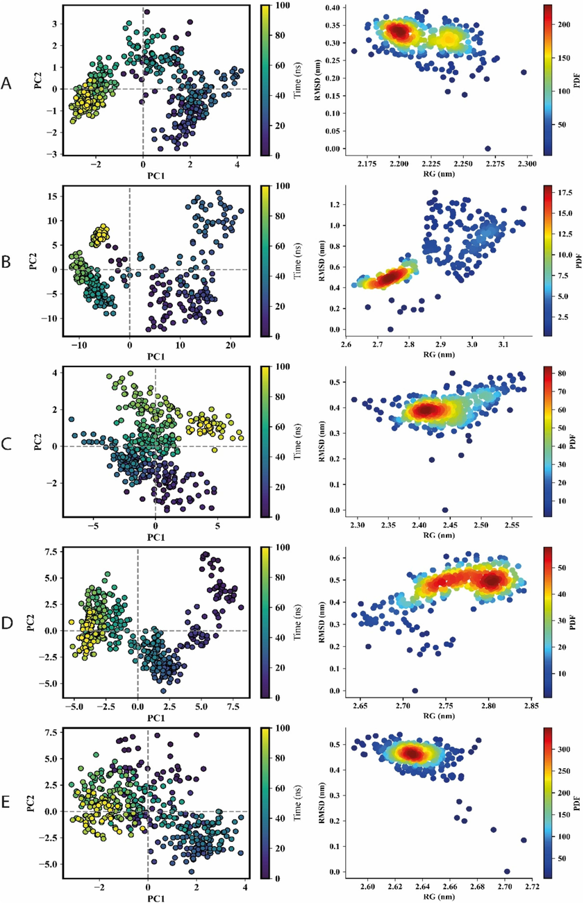 The PCA and the PDF plot of RecQ proteins. A, B, C, D and E represent the RecQl1, RecQl2, RecQl3, RecQl4A and RecQl4B, respectively. Left panel represents PCA where each point on the scatter plot represents the conformation of the complexes along the axes. The color gradient from purple (initial timestep) to teal to yellow (final timestep) corresponds to different time points within the simulation. The right panel shows the PDF plots depicting the distribution of RMSD and RG values for RecQ proteins.