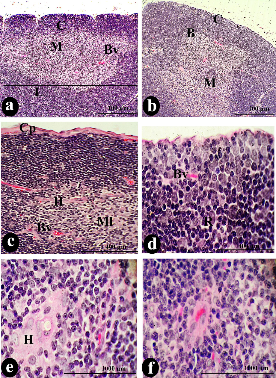 The normal architecture of thymus lobules (L), separated from each other by trabecula (T), is visible in a photomicrograph of a cross-section of the control thymus. The normal constituents of the thymus were the cortex (C) and medulla (M), separated by an identical border (B) and dispersed blood vessels (Bv). Cortical lymphocytes (Cl), reticular cells (R), and tangible apoptotic bodies (TGB) compose the cortical stroma, while the upper capsule (Cp) covers the entire stroma. Conversely, the medullary tissue comprises medullary lymphocytes (Ml), Hessel's corpuscles (H), dendritic (D), endothelial (ED) cells, medullary sinuses (Mds), and medullary cords (Md cor). Scale bars: a, b = 100 µm; c, d = 400 µm; e, f = 1000 µm.