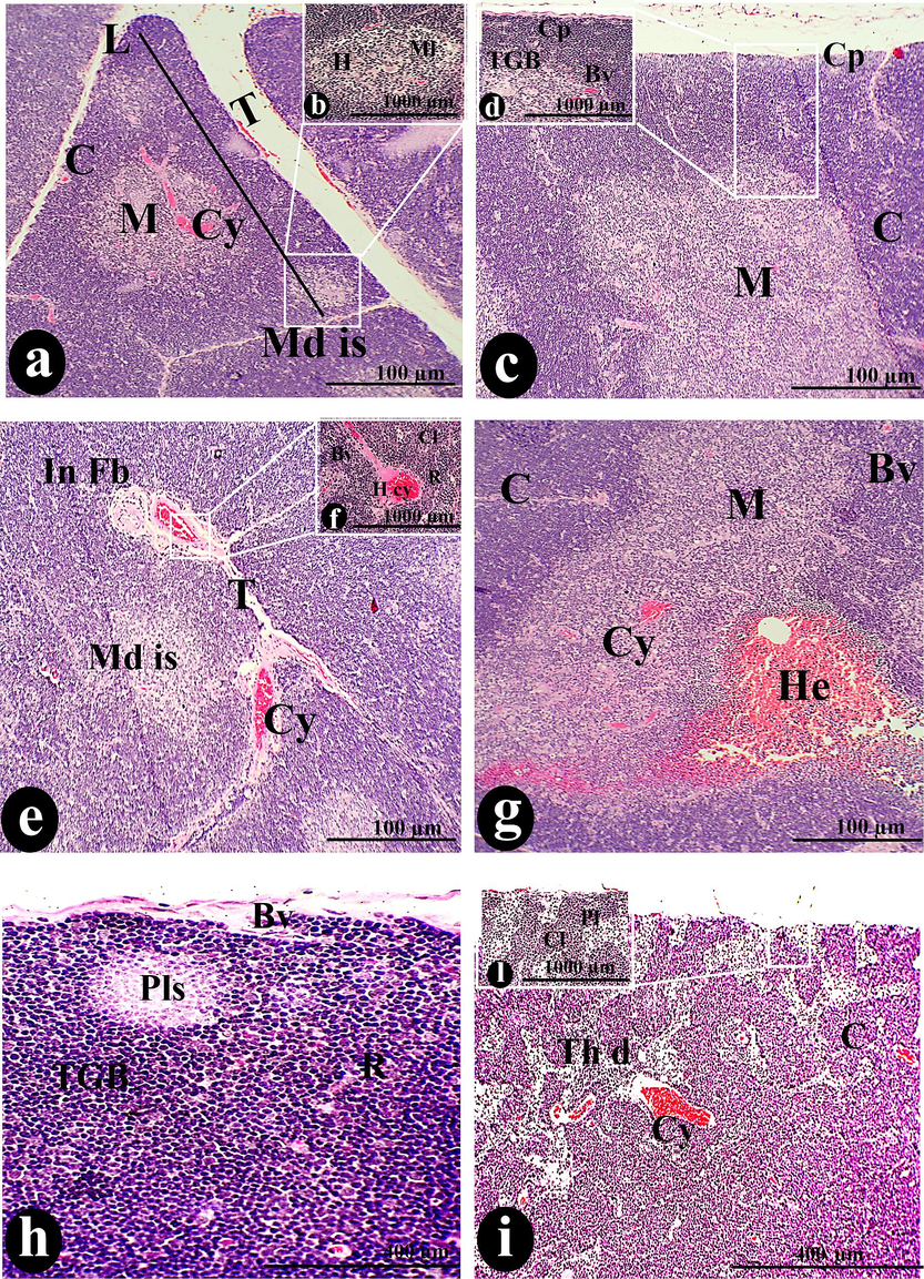 A photomicrograph of a cross-section of the thymus was administered orally with 50 µg/body weight of SAV, showing the L covered by Cp and possessing the C and M. The trabecula (T) separated the lobules from each other. The Cl, R, BV, mc, and TGB compose the cortical stroma. The whole thymus displayed abnormal features, including Md with its normal appearance of H, Cy, H cy, In Fb, F cp, and hemorrhage (He). The cortical region was diffused with thymic dilation (Th d), tumor nests (Tn) containing plasma cells (Pl), and pale lesions (Pls). The accompanying lymphocyte depletion (Ly de) also led to the diffusion of dendritic cells. It was noted that the Md s with His and cords Md cor spread in between Ml. Scale bars: a, c, e, g, h, j, and k = 100 µm; i, l, and m = 400 µm; b, d, f, n, and o = 1000 µm.