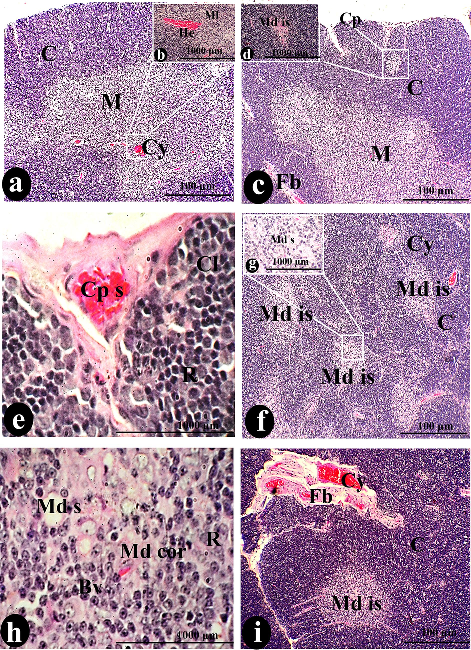 A photomicrograph of a cross-section of the thymus was administered orally with 100 µg/body weight of SAV, showing the Cp covered the C that surrounded the M. The Md is primarily represented by a structure diffused over the entire thymus that is accompanied by hemorrhage (He) and cysts (Cy). Cortical lymphocytes (Cl) and R surrounded the Ts, where SCP with Fb connected. Bv disperses the Md and Md s, while Ml and plasma cells (Pl) exhibit hyperplasia. The marker of this thymus was the dispersion of fibrosis tissue over the whole tissue surrounding the hemorrhagic cyst (H cy). We observed necrosis (Nc), macrophages (mc), DC, and EC. Scale bars: a, c, f, and i = 100 µm; b, d, e, g, h, j, k, m, n, and o = 1000 µm.