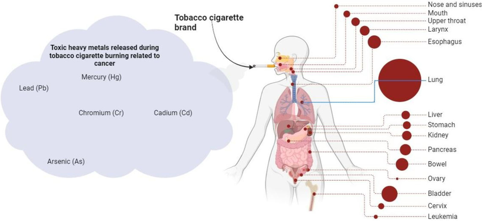 Tobacco cigarette brand, type of metals, inhalation process, and how it affects human health.