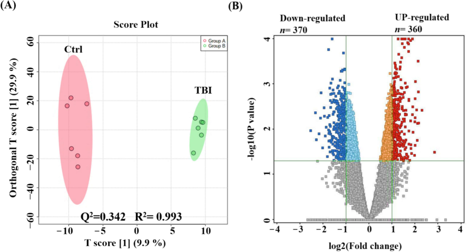 Metabolomics profiling of TBI mice model and reference groups. An orthogonal partial least squares-discriminant analysis (OPLS-DA) score plot demonstrating a clear segregation of the clusters between control (Ctrl) and TBI groups (Q2 = 0.342, R2 = 0.993) (A). A volcano plot demonstrated 730 metabolites of dysregulation, where 360 (upregulated), and 370 (downregulated) (Blue) metabolites were compared to reference group in TBI model (Cut-off: uncorrected p-value < 0.05, and FC 2) (B).