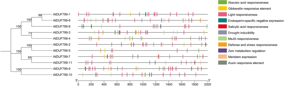 Cis-elements in the promoter regions of the AtDUF789 genes are linked with different hormone- and stress-responsive elements. Different color boxes show different identified elements.