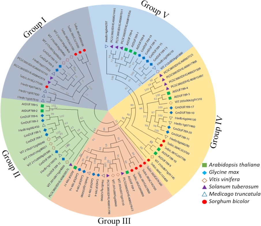 A neighbor-joining phylogenetic tree assessment of DUF789 genes from S. tuberosum, G. max, Sorghum bicolor, A. thaliana,Vitis vanifera and M. truncatula. Overall, AtDUF789 were clustered into five major classes.