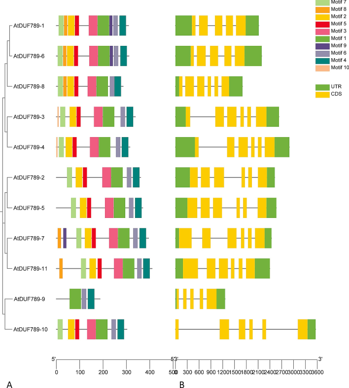 The gene structure and motif analysis of AtDUF789 genes. Based on phylogenetic relationships, the AtDUF789 were clustered into five major classes. (A) Conserved motif compositions were detected in AtDUF789. Different color boxes represent different motifs. (B) Gene structure of AtDUF789 genes. The light yellow color denotes exon and the black horizontal line symbolizes introns.