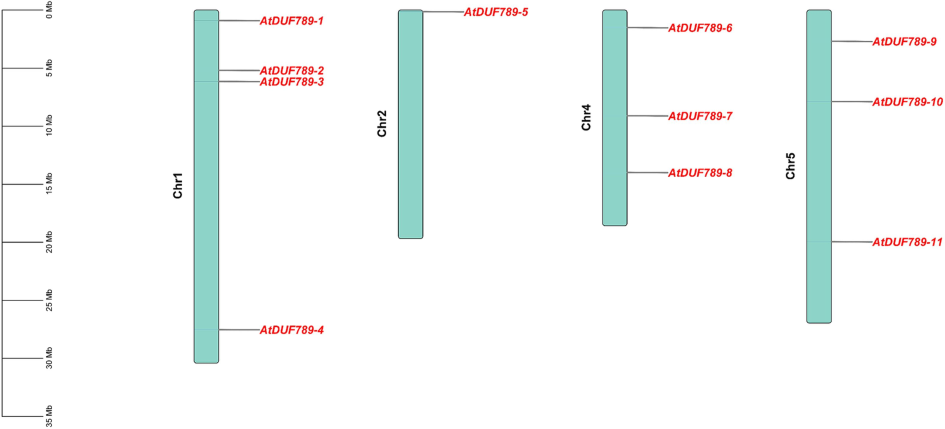 Chromosomal distribution of AtDUF789 genes. The green color showed Chromosomes. Red color genes.