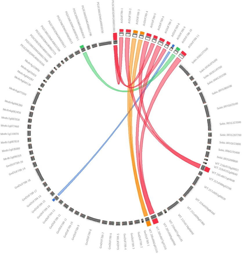 Synteny map among all identified DUF789 sequences of S. tuberosum, M. truncatula, A. thaliana, and G. max.