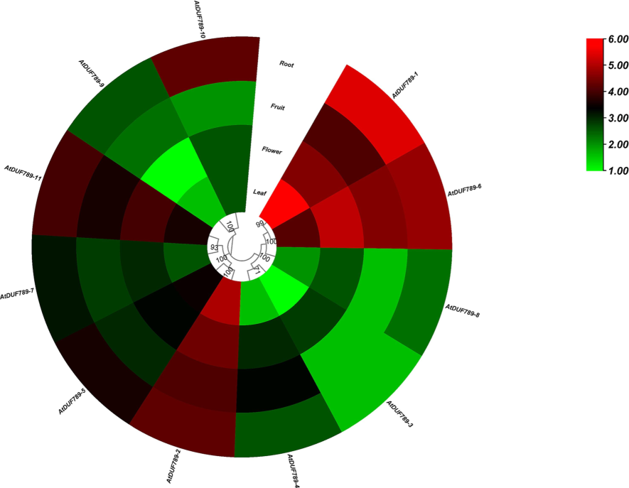 Expression profiling of AtDUF789 genes in various developmental tissues. The red,white, and green colors display high to low expression. levels.