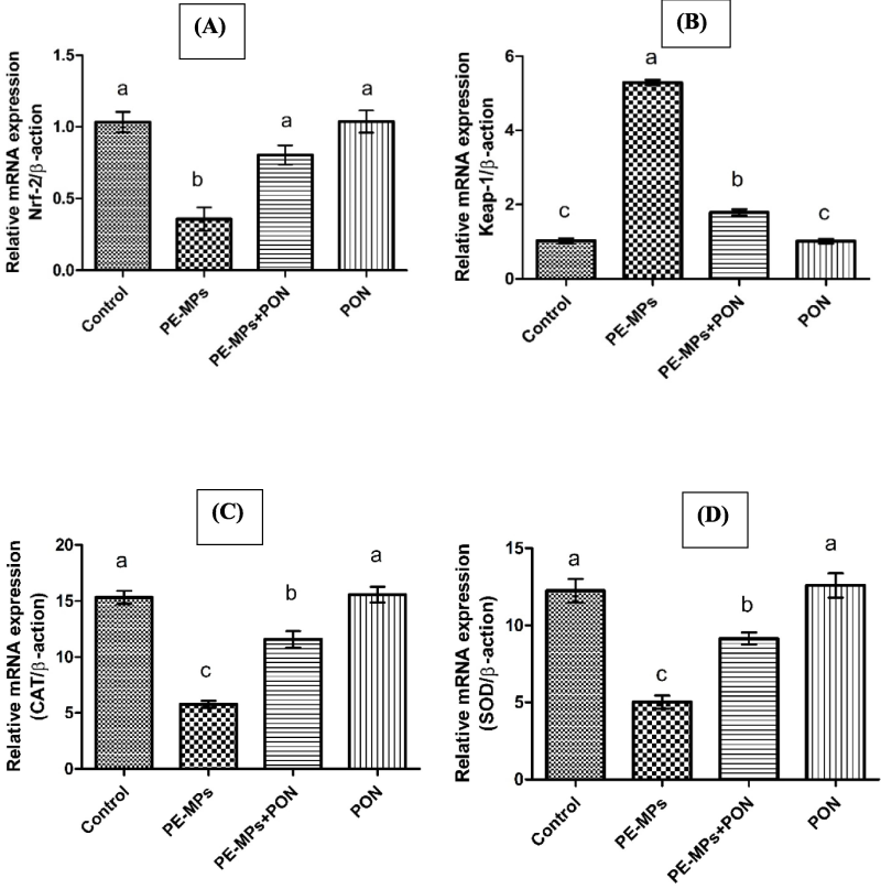 This figure visualizes the bar graph of different genes and their comparative analysis with other groups. (A) Nrf-2 (B) Keap-1 (C) CAT (D) SOD (E) GPx (F) GSR (G) GST (H) HO-1. Dissimilar superscripts show significant difference among different groups (p < 0.05).