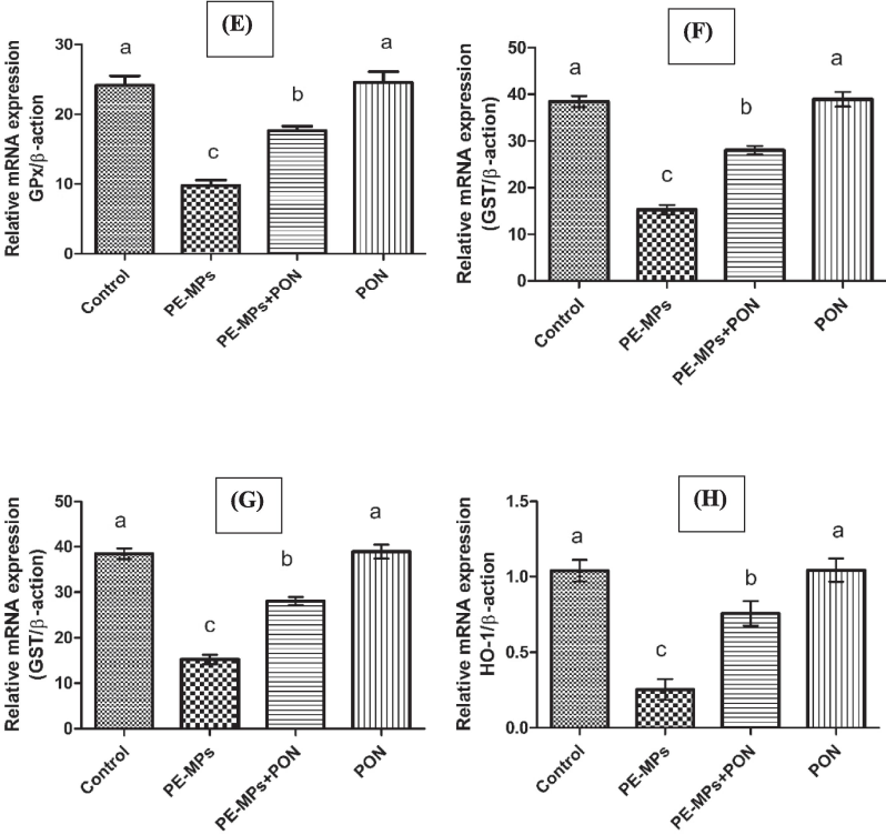 This figure visualizes the bar graph of different genes and their comparative analysis with other groups. (A) Nrf-2 (B) Keap-1 (C) CAT (D) SOD (E) GPx (F) GSR (G) GST (H) HO-1. Dissimilar superscripts show significant difference among different groups (p < 0.05).