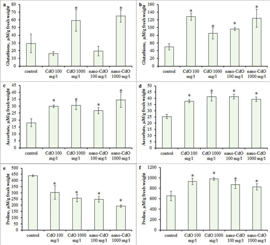 Effect of CdO and nano-CdO treatment at a dose of 100 mg/l and 1000 mg/l on the low-molecular-weight antioxidant content in barley seedling. Glutathione in the (a) root and (b) shoot; ascorbate in the (c) root and (d) shoot; proline in the (e) root and (f) shoot. Error bars express SD. Asterix indicates statistically significant differences from the control at p < 0.05.