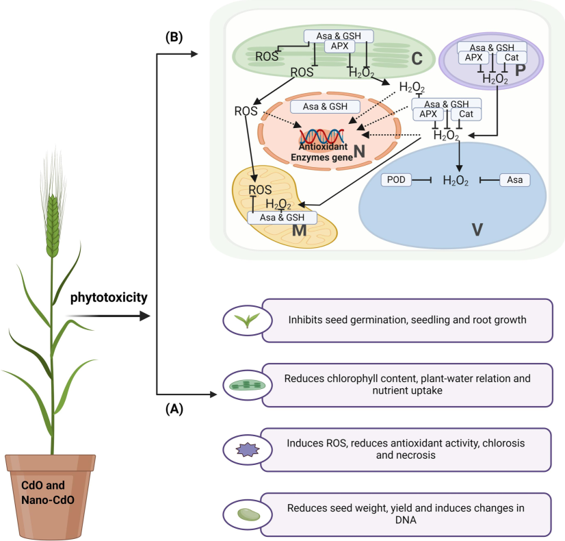 Mode of action of Cdo and Nano-Cdo may create the (A) risk related to phytotoxicity and reduce the growth and development of barley plants, and (B) antioxidant enzyme-based mitigation effect of ROS, which helps improve plant growth and development.