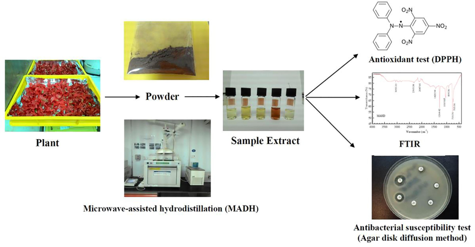 Diagram showing a summary of the study conducted.