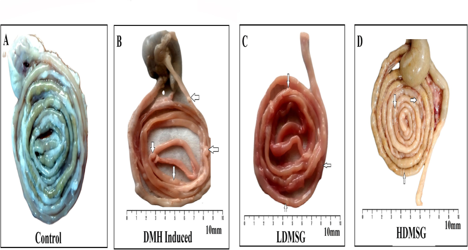 A-D: Effects of MSG on colon polyp/tumor formation in rats. (A-D) Representative images of colon tissue sections from different groups. White arrows indicate colon polyp formations. (A) Control: No polyp formations observed. (B) DMH-induced colon cancer group: Shows the presence of colon polyps. (C) LDMSG: Shows colon polyp formations. (D) HDMSG: Shows colon polyp formations. Scale bar denotes 10 mm.