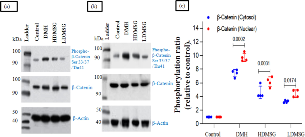 a-c: Role of MSG in modifying WNT/β catenin molecular signaling by subcellular localization in cytosol and nuclear region of colon β-catenin (Pooled), mean ± SD with (n = 3) by Western blotting. (a) Cytosol: Western blot analysis showing β-catenin expression in the cytosolic fraction of colon tissue. The blot demonstrates the distribution of β-catenin within the cytosol. (b) Nuclear Region: Western blot analysis showing β-catenin expression in the nuclear fraction of colon tissue. The blot reveals the distribution of β-catenin within the nucleus. (c) Phosphorylation Ratio of Cytosolic and Nuclear β-Catenin: Quantitative analysis of the phosphorylation ratio of β-catenin in both cytosolic and nuclear fractions, normalized to β-Actin as a loading control. This panel shows the relative phosphorylation levels and their impact on β-catenin signaling.