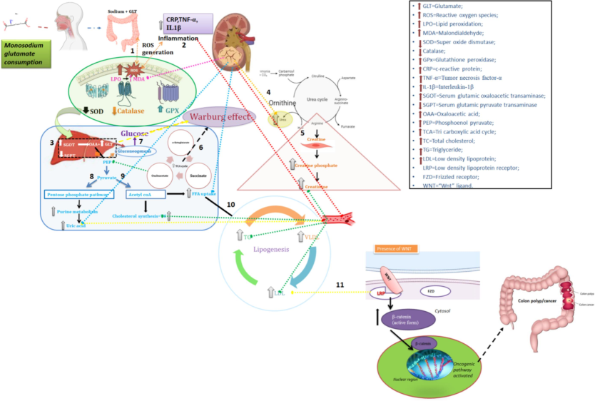 Summarizing the impact of MSG consumption on biochemical changes andWnt/ β-catenin pathways linked to colon cancer development. 1. Increased MSG consumption increases lipid peroxidation by increased MDA which increase ROS generation and antioxidant enzyme GPX, decreased antioxidant enzyme activity of SOD and catalase; 2. Increased ROS generation and defective antioxidant enzyme action provokes inflammation resulting in increased serum inflammatory markers namely CRP,TNFα,IL-1β; 3.increased ROS influence the defective organ functions there by altering the liver and kidney metabolism: Increased SGOT increases glutamate and oxaloacetate; 4. Due to defective kidney function glutamate metabolise with ornithine and increase the urea level; 5. Creatinine increase due to Creatine defect metabolism;6. Glutamate is metabolised through TCA cycle where the higher ATP production supplies energy to the cancer cell progression; 7. If glutamate go through the production of glucose via gluconeogenesis again the glucose enters TCA cycle; this triangular effect of glutamate, glucose and TCA cycle is well defined by the Warburg effect for cancer cell initiation and progression; 8.another metabolite namely oxaloacetate converts to PEP and then to pyruvate enters to pentose phosphate pathway and increase uric acid; 9. Pyruvate converts to acetyl-coA which enter to cholesterol synthesis and 10. Lipogenesis where the synthesis of TG, VLDL and LDL occurs and get increased 11. At this point, our hypothetical pathway focuses on the LDL increase; where the LDL increase could alter the lipid modifiable protein namely Wnt/β catenin. Assuming, from the obtained research results of biochemical and β catenin expression and subcellular localization and propose that LDL binds with LRP receptor in the presence of which is involved in the activation of β catenin mediated oncogenic pathway of colon cancer.