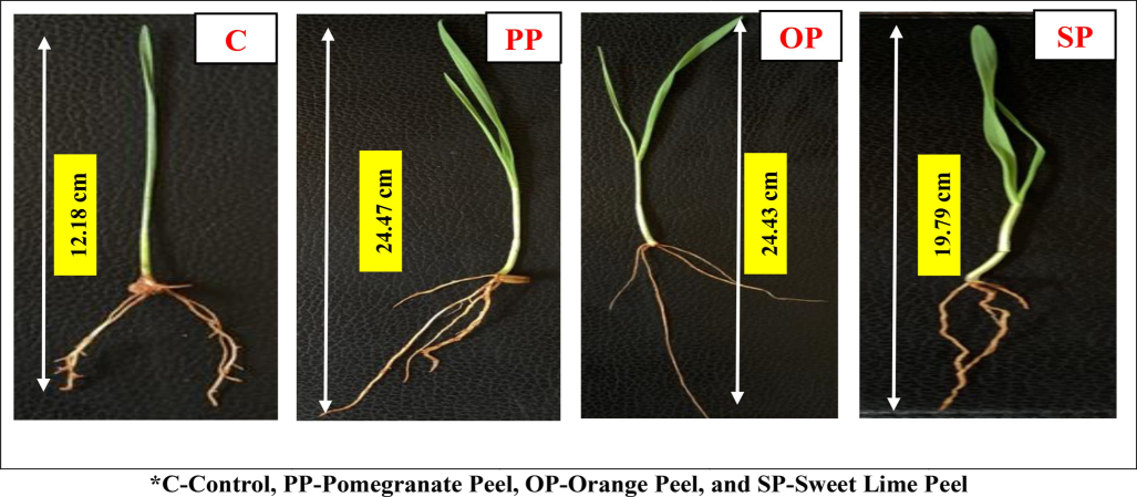 Effect of Selected Fruit Peels on Growth of Wheatgrass Microgreens.