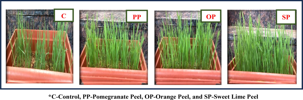 Effect of Selected Fruit Peels on Yield of Wheatgrass Microgreens.