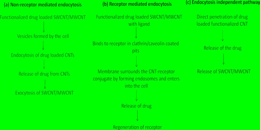 Illustration of(a) non-receptormediated endocytosis, (b) receptor mediated endocytosisand(c) endocytosis independent pathway of CNTs.