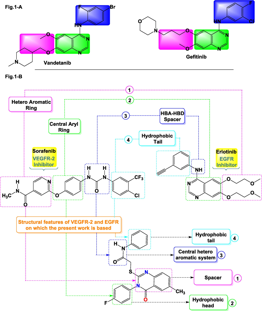 Compounds (Gefitinib & Vandetanib) active against TKIs (A) and highlights the fundamental structural characteristics of VEGFR-2 and EGFR inhibitors (B).