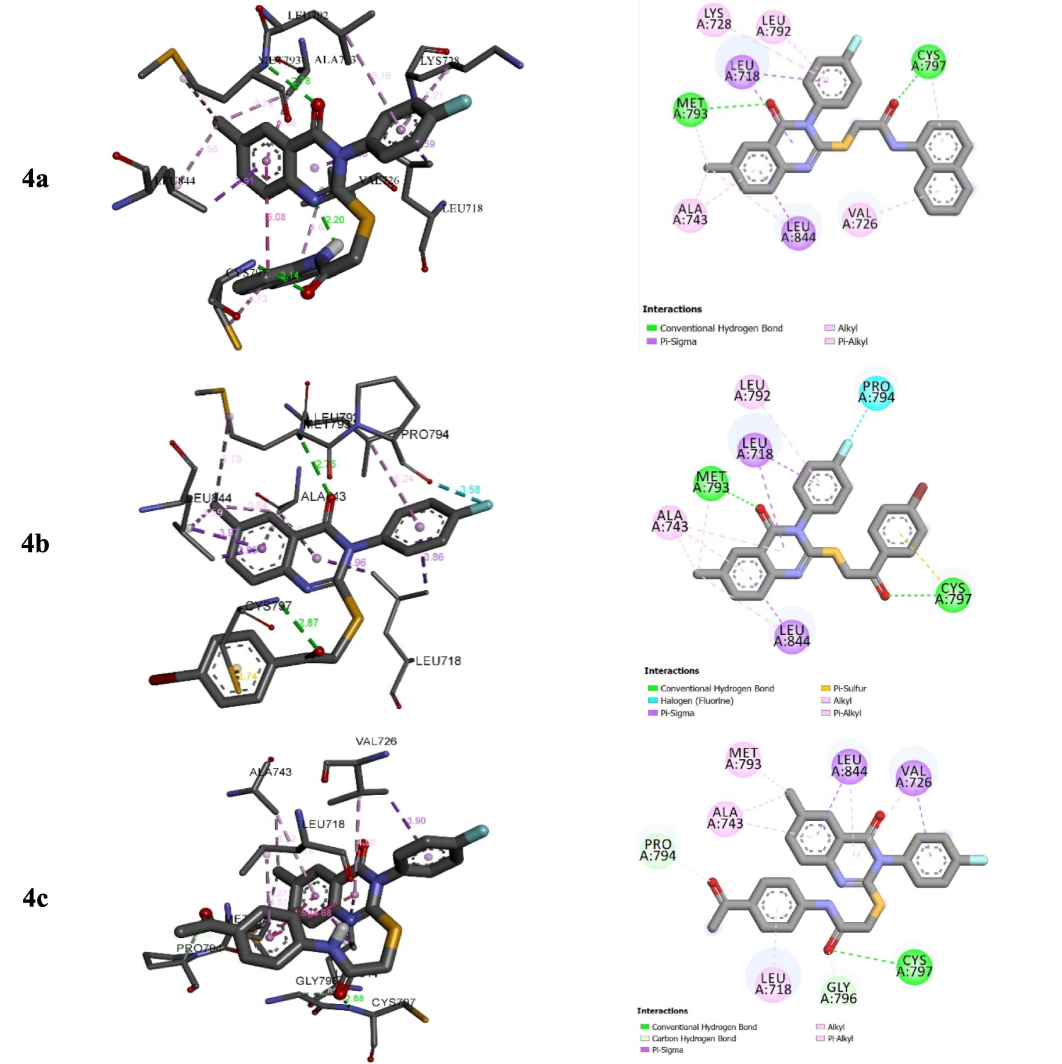 Interactions between compounds 4a–c and EGFR.