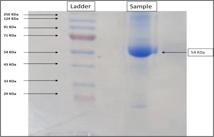 Native-Page of the purified sample was carried out, the image shows the protein ladder and the bands of the sample at 54KDa.