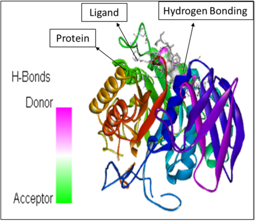 The molecular docking between the ligand stigmasterol and the protein 1HNY.