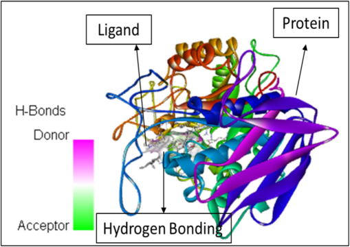 The molecular docking between the ligand gamma-sterol and the protein 1HNY.