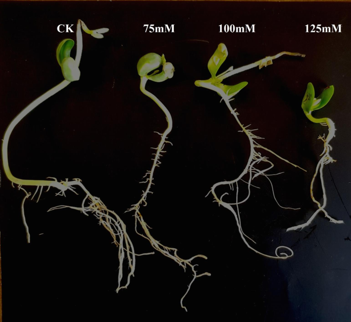 Effect of different salt concentrations on seedling growth in soybean variety Rawal-I.