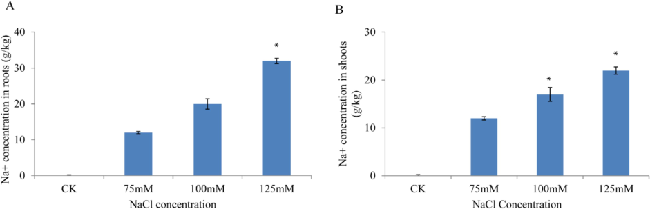 Na+ concentration at different concentration in roots (A) and shoots (B).